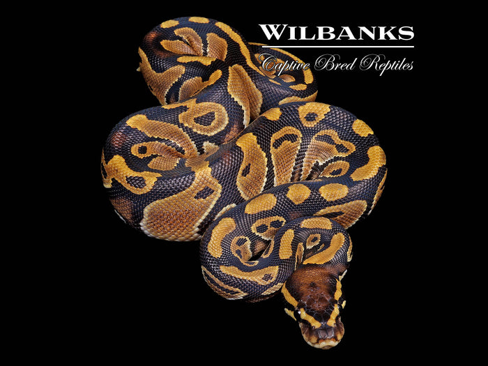 Classic 100% Het. Pied Ball Python ♀ '26