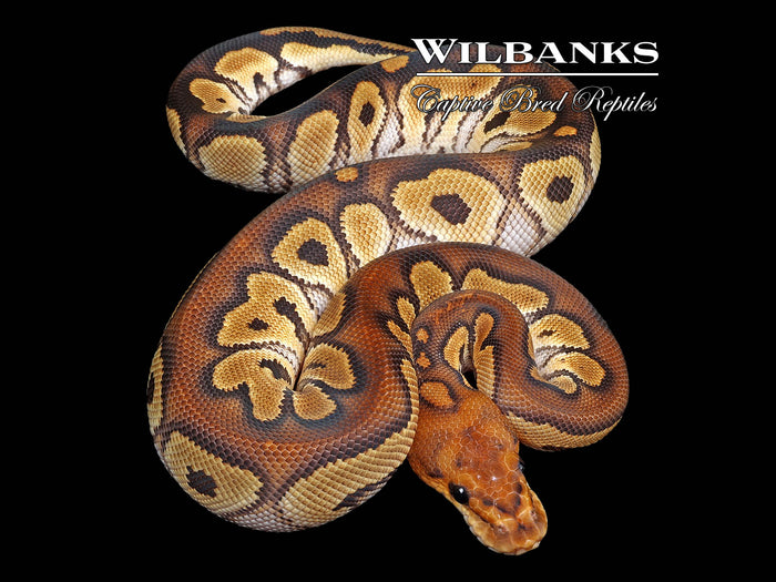 Mojave Clown Ball Python ♂ '26
