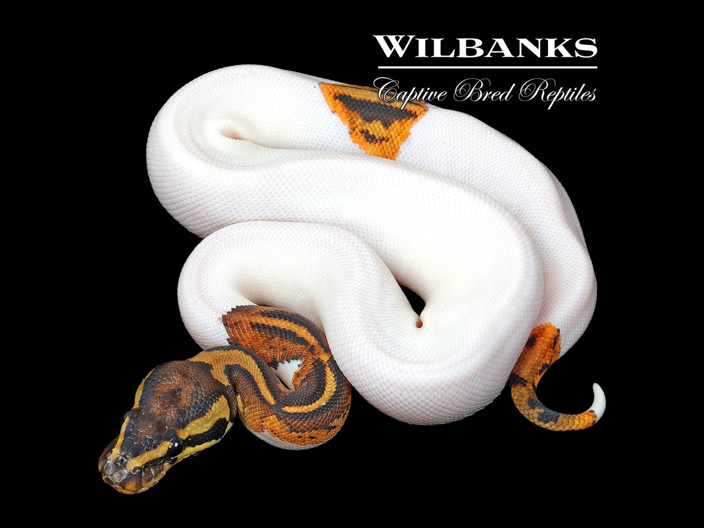 Yellow Belly Pied Ball Python ♀ '25