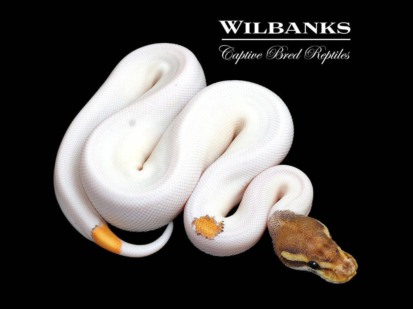 Orange Dream Mojave Pied Yellow Belly Ball Python ♀ '25