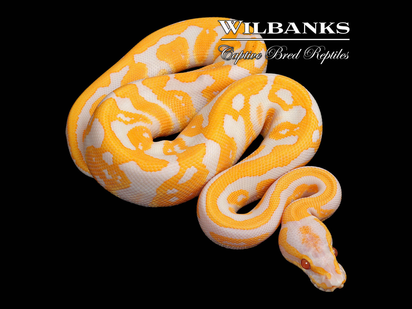 Lavender Confusion Ball Python ♂ '25