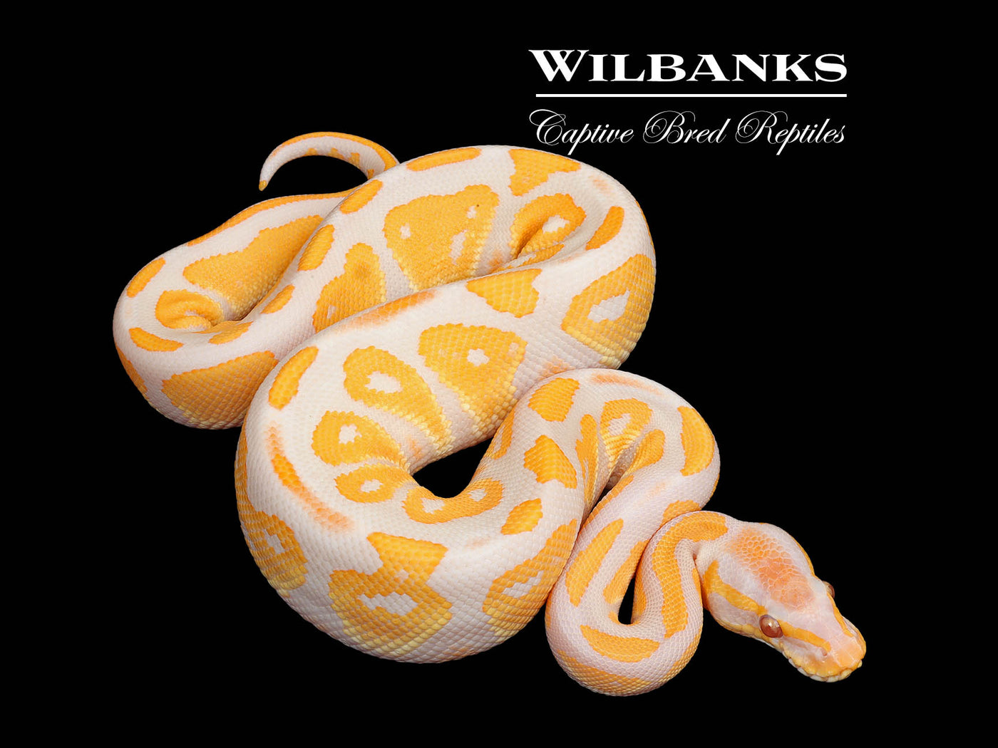 Lavender Albino Blackhead Ball Python ♂ '25