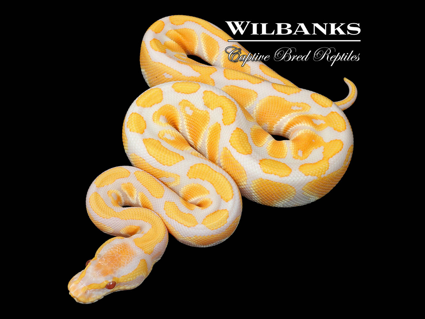 Lavender Albino Ball Python ♀ '25
