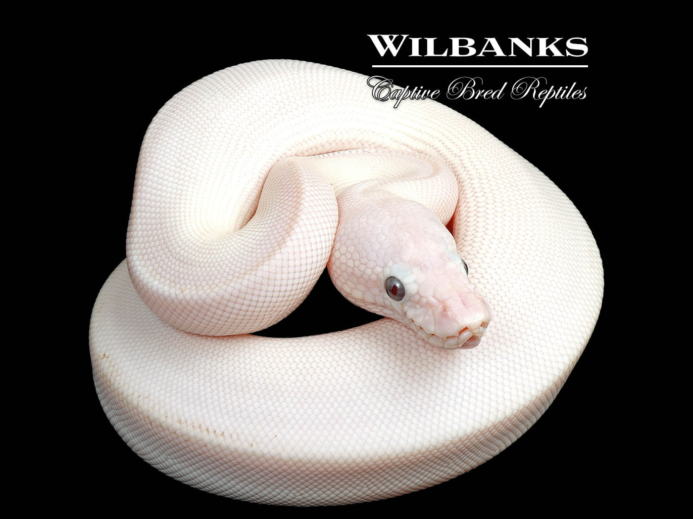 Banana Blue Eyed Leucistic (Mojave Butter) Ball Python ♂ '25