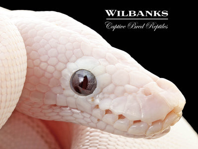 Banana Blue Eyed Leucistic (Mojave Butter) Ball Python ♂ '25