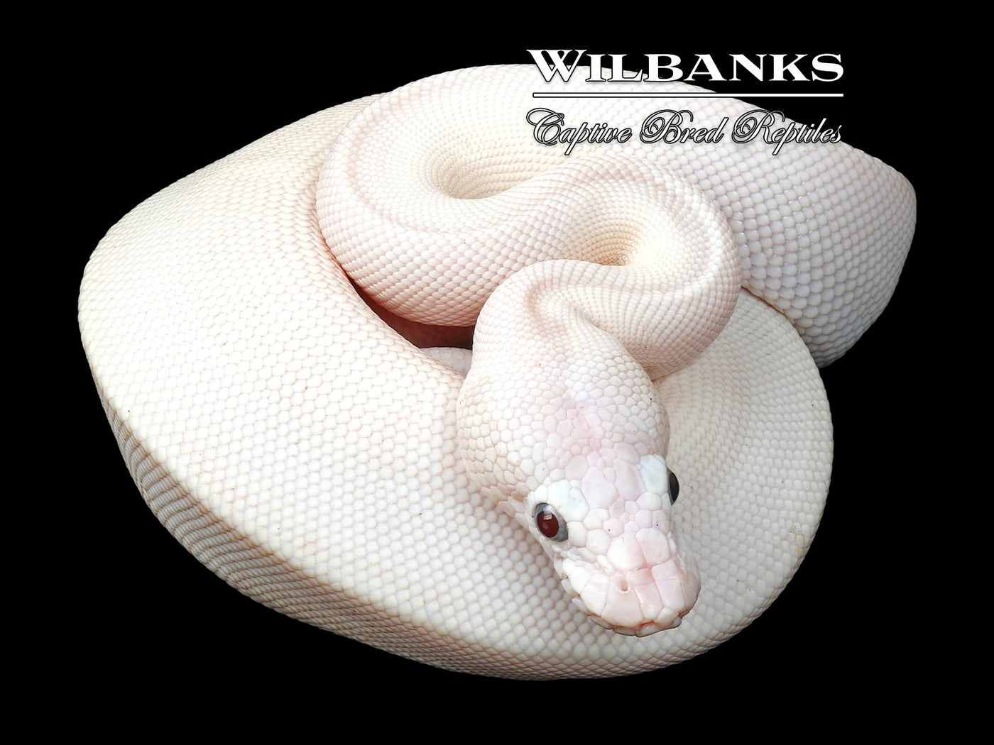 Blue Eyed Leucistic (Mojave Butter) Ball Python ♂ '25