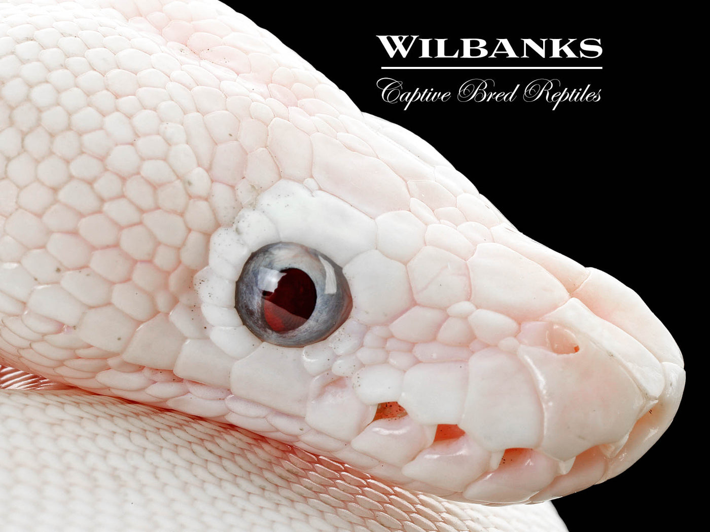 Blue Eyed Leucistic (Mojave Butter) Ball Python ♂ '25