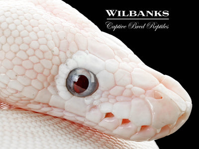 Blue Eyed Leucistic (Mojave Butter) Ball Python ♂ '25