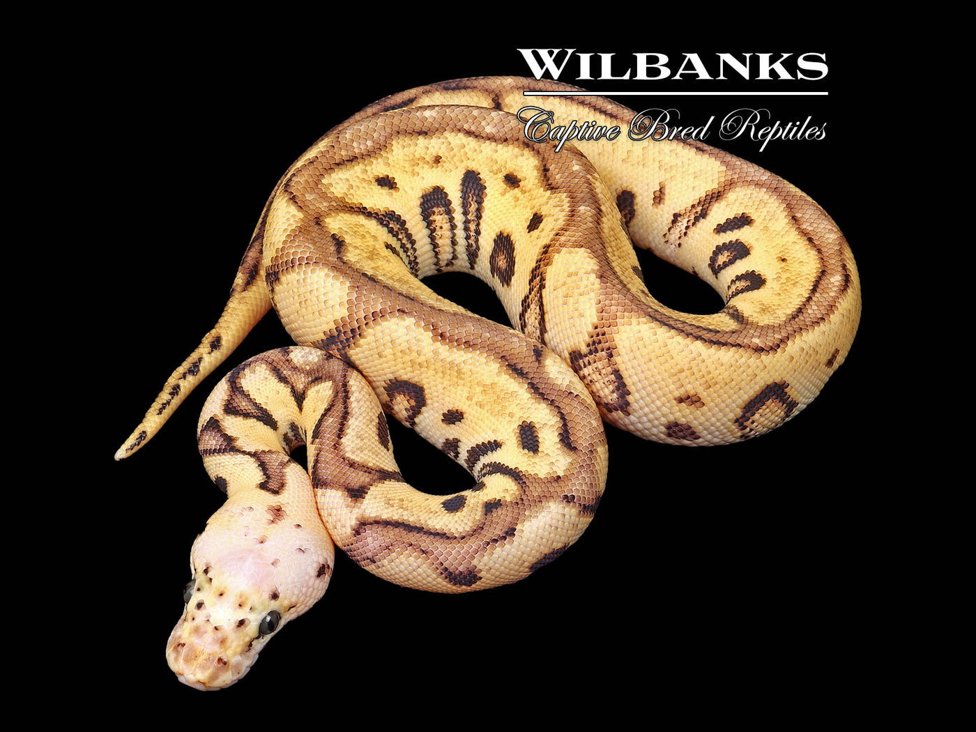Pastel Spotnose Enchi Yellow Belly Clown Ball Python ♀ '25
