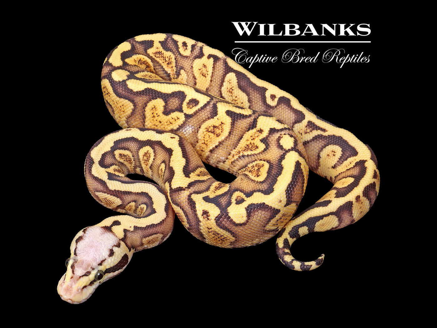 FireFly GHI 100% Het. Clown Ball Python ♀ '25