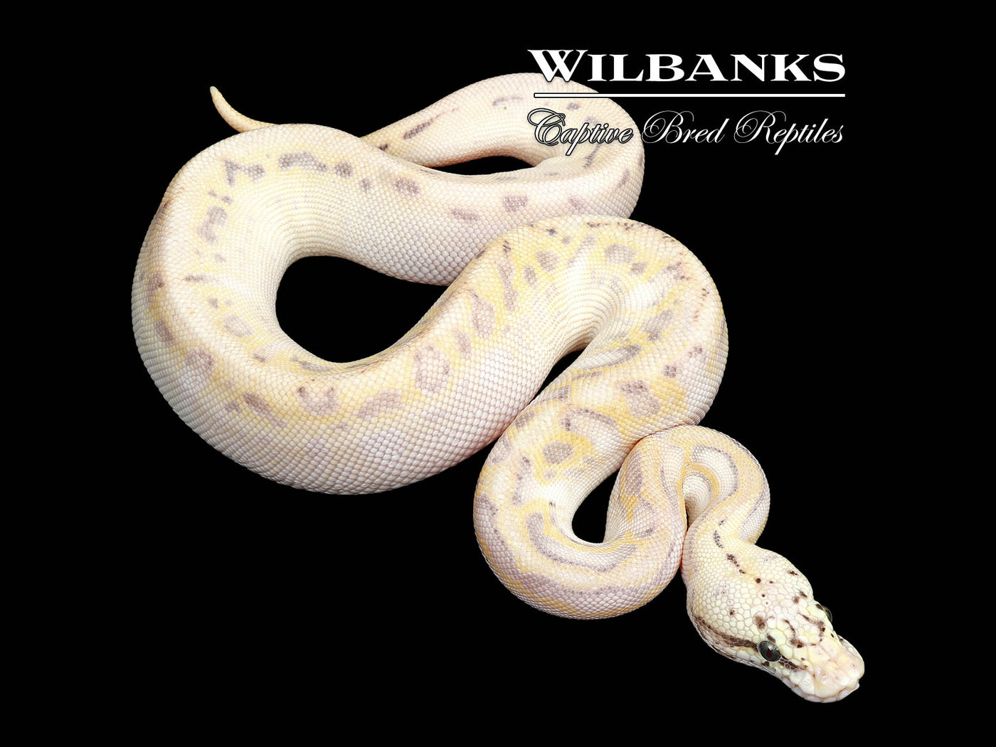 Highway Red Stripe Pastel Leopard Enchi Spotnose Ball Python ♀ '25