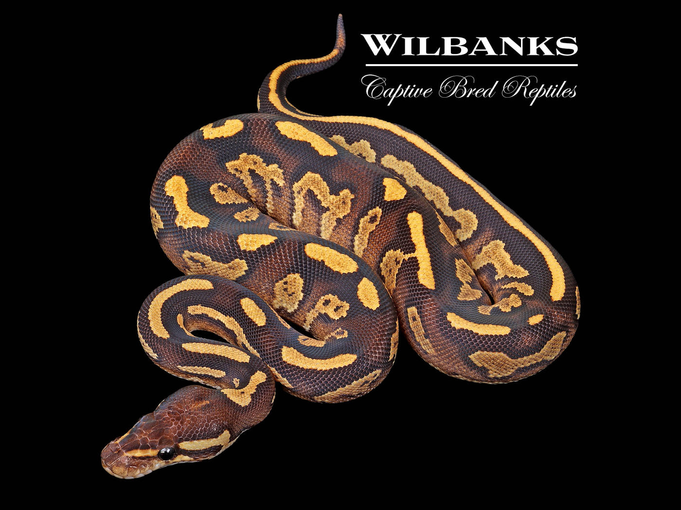 Blackhead Fire Gravel Ball Python ♀ '25