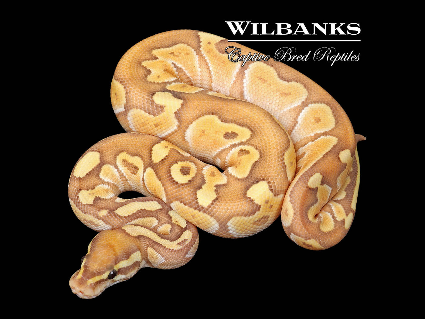 Banana Butter Ball Python ♂ '25