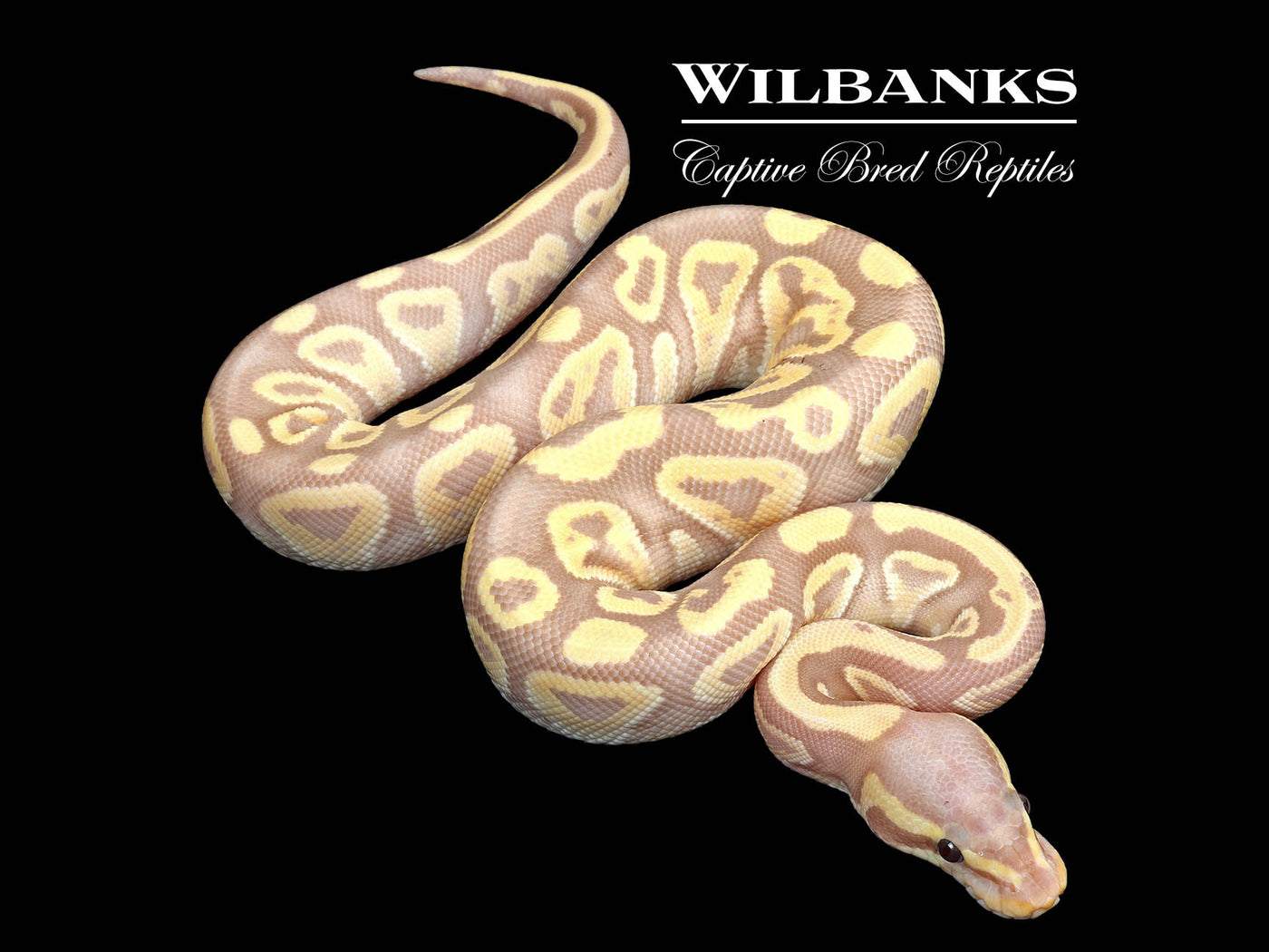 Banana Mojave Ball Python ♀ '25