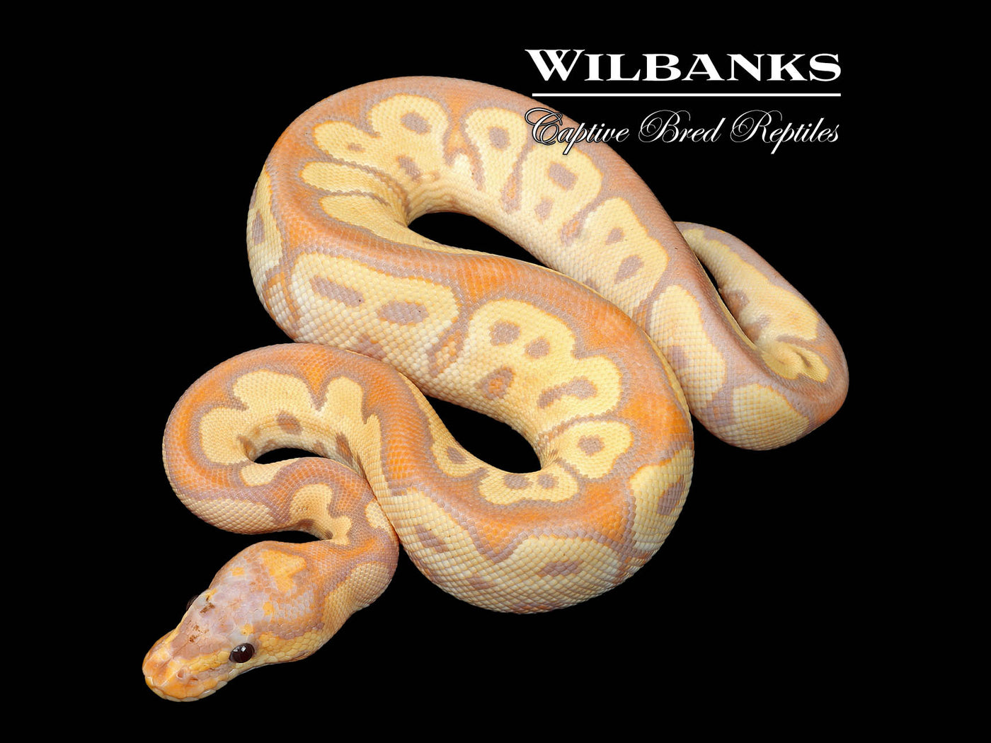 Banana Clown Ball Python ♂ '25