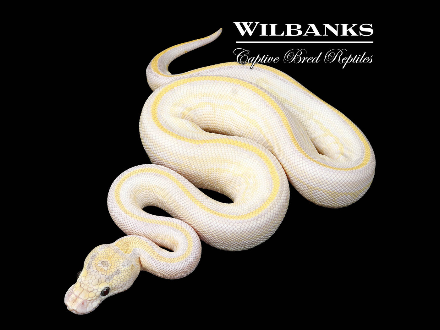 Butter Ivory Leopard Ball Python ♀ '25