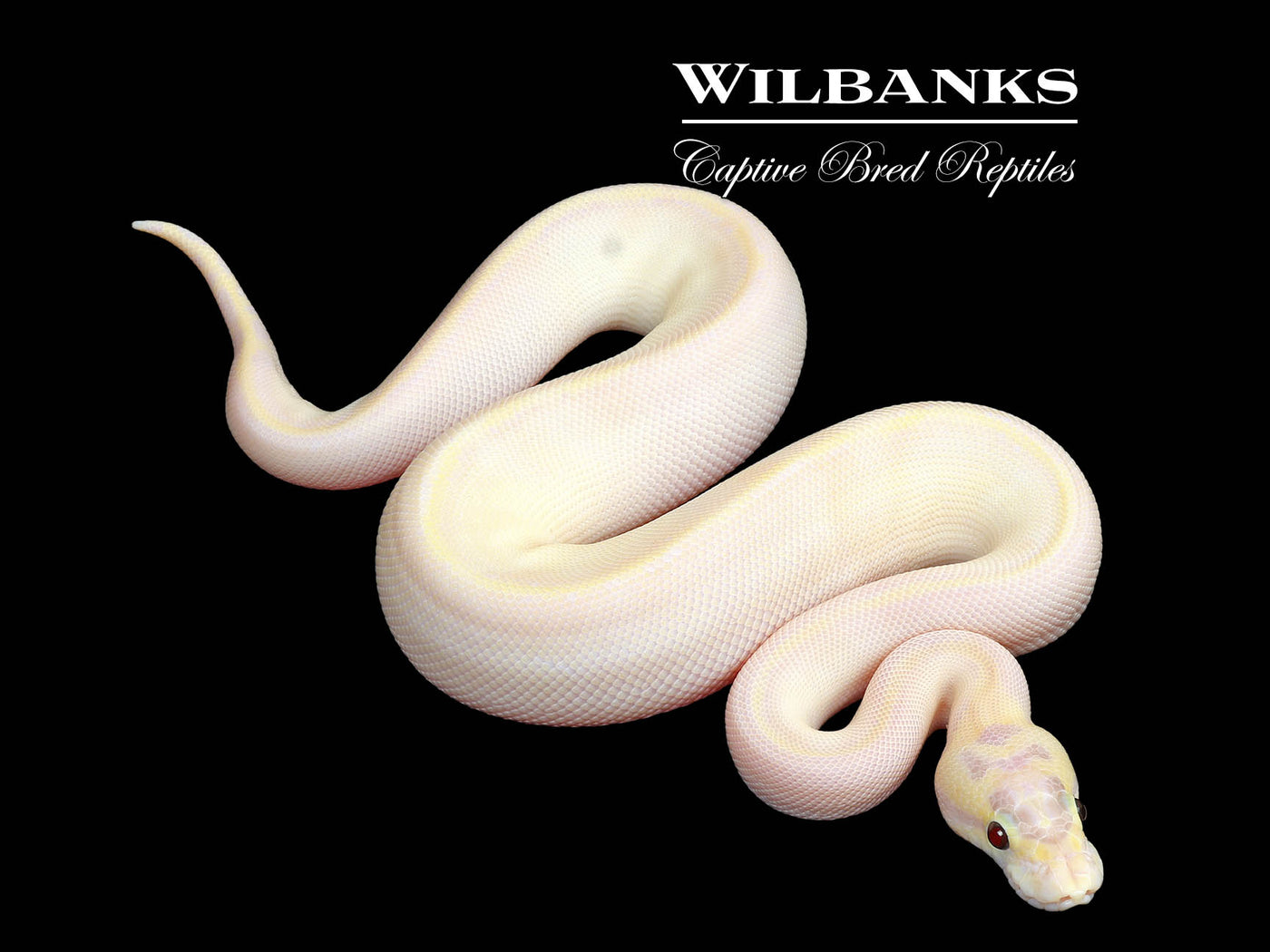 Banana Pastel Enchi Ivory Ball Python ♂ '25