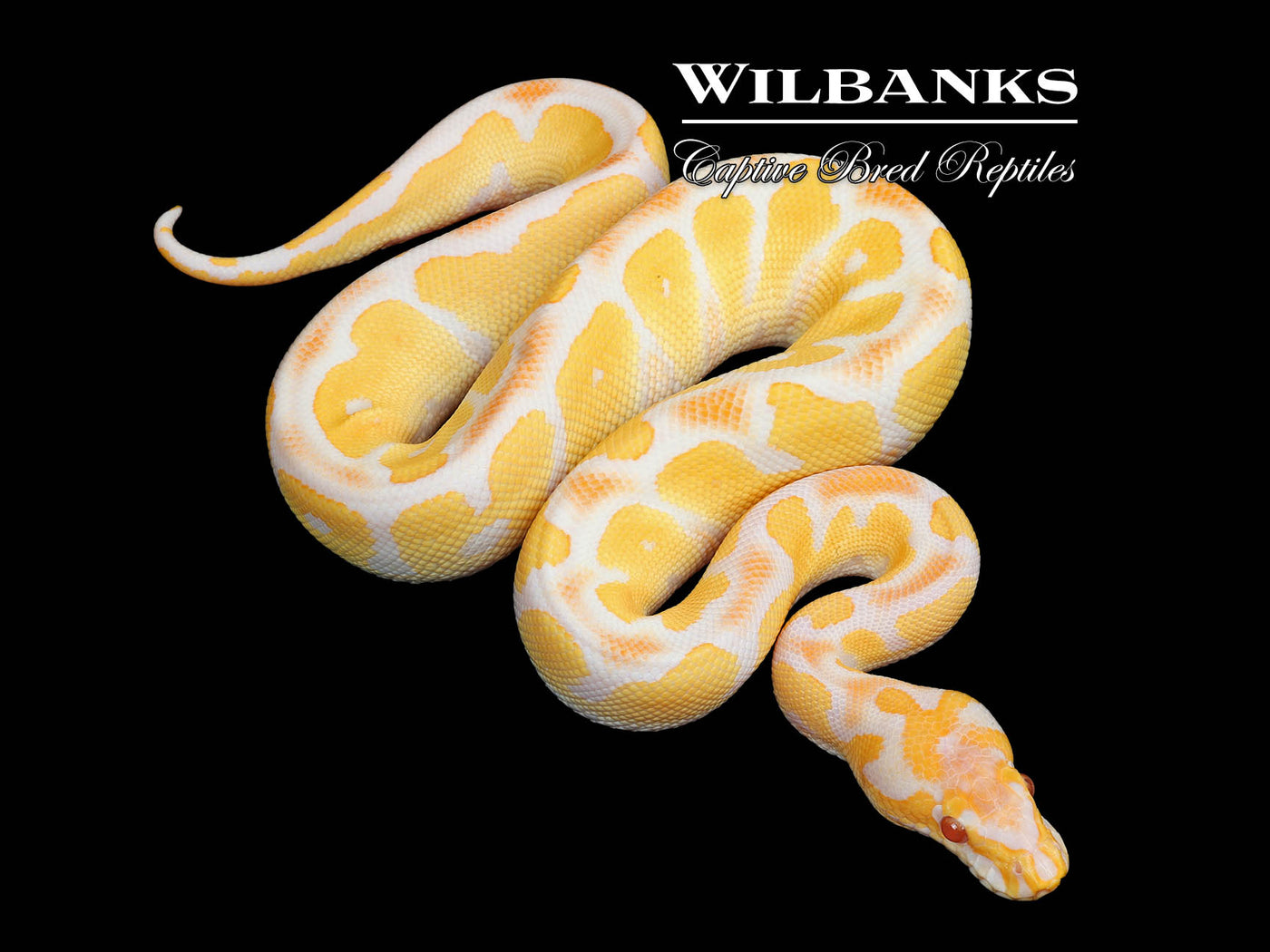 Grail (Lavender Clown) Ball Python ♂ '25