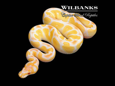 Grail (Lavender Clown) Ball Python ♂ '25