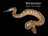 Butter Ball Python ♀ '26