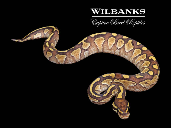 Butter Ball Python ♀ '26