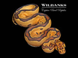 Fire Clown Ball Python ♀ '26