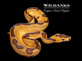 Enchi Leopard Clown Ball Python ♂ '26