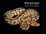 Spotnose Clown Ball Python ♀ '26