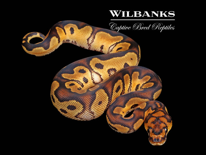 Clown Ball Python ♂ '26
