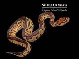 Clown Ball Python ♂ '26