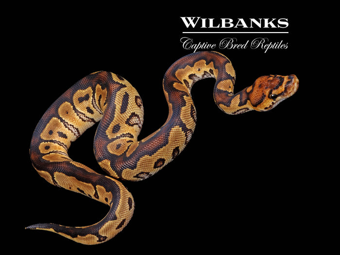 Clown Ball Python ♂ '26