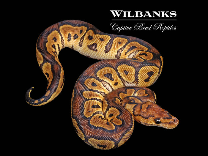 Clown Ball Python ♀ '26