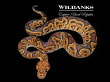 GHI Clown Ball Python ♂ '26