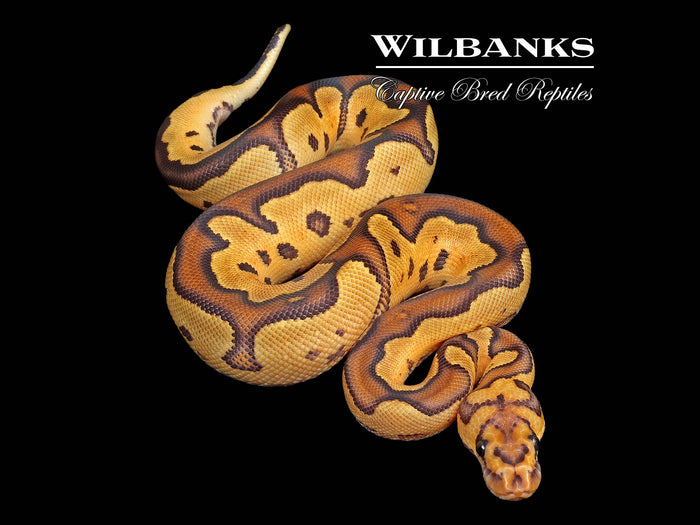 Fire Clown Ball Python ♂ '26