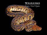 Mahogany Clown Ball Python ♂ '26