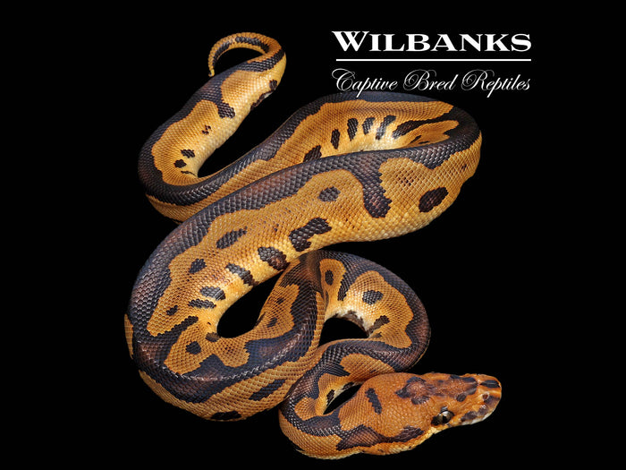 Leopard Clown Ball Python ♂ '26