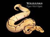Fire Spider Clown Ball Python ♀ '26