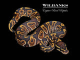 GHI 100% Het. Lavender Albino Ball Python ♂ '26