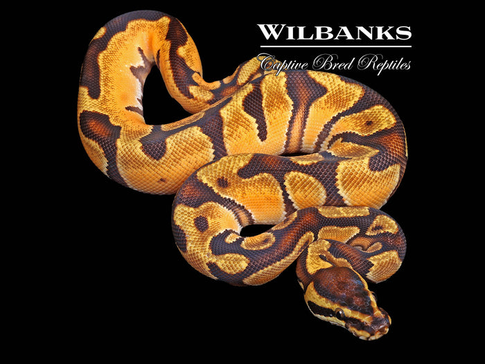 Orange Dream Enchi Ball Python ♂ '26