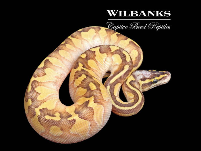 Pastel Butter Enchi Ball Python ♂ '26