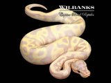 Banana Leopard 100% Het. Clown Ball Python ♀ '26