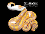 Banana Pied Ball Python ♀ '26
