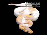Banana Pied Ball Python ♂ '26