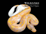Banana Pied Ball Python ♂ '26