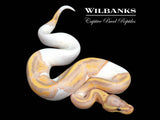 Banana Pied Ball Python ♂ '26