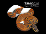 Mahogany Pied Ball Python ♂ '26