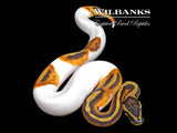 Enchi Pied Ball Python ♂ '26