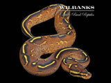 Freeway Ball Python ♀ '26