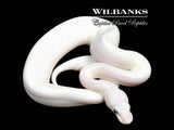 Blue Eyed Leucistic (Mojave Butter) Ball Python ♂ '26