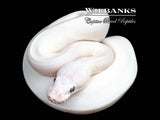 Blue Eyed Leucistic (Mojave Butter) 100% Het. Clown Ball Python ♀ '26